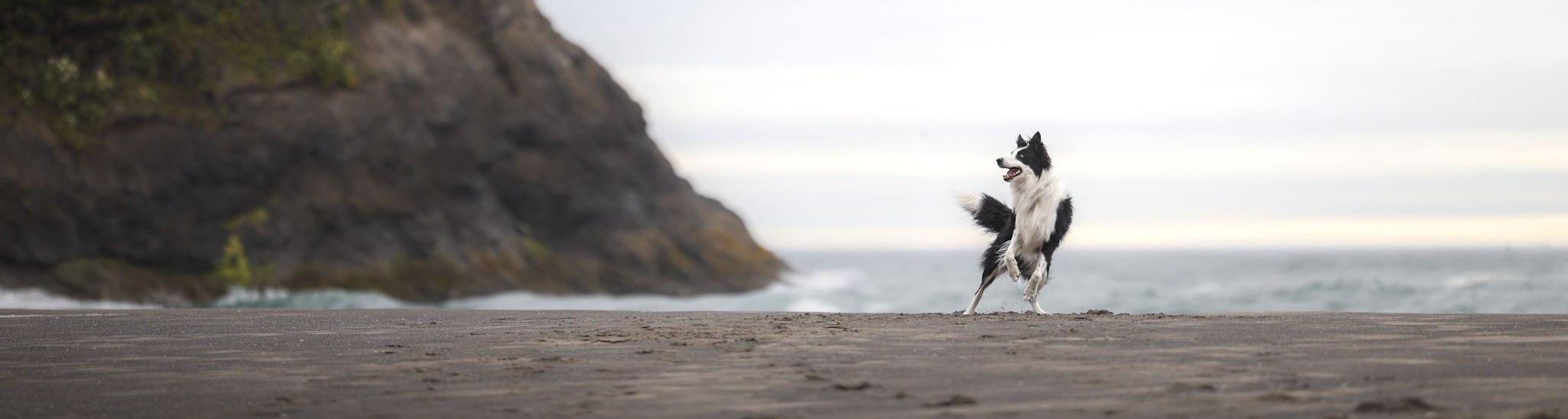 Athletic dog